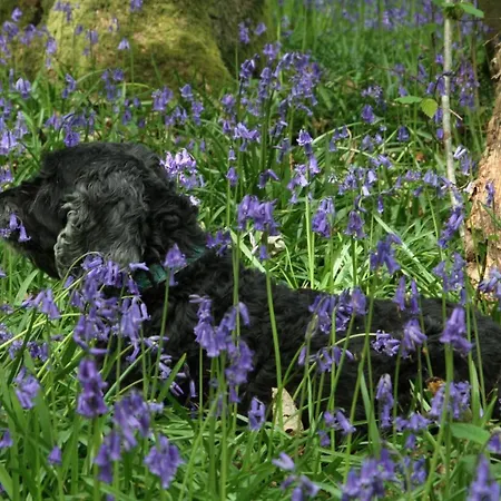 Kirkdale Dom wakacyjny *